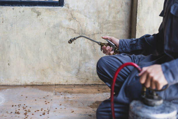 Best Best Pest Control Companies  in Grayvle, IL